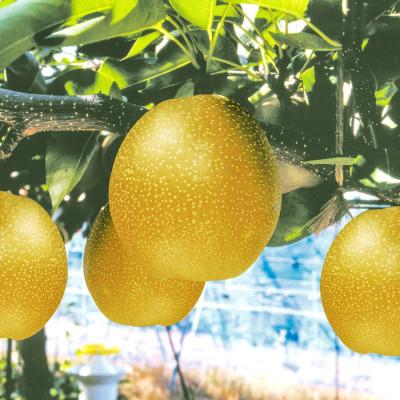ふるさと納税 日吉津村 [期間限定]鳥取県産王秋梨 「赤秀」5kg(6〜8玉入)