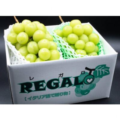 ふるさと納税 韮崎市 〜緑の宝石〜 厳選 シャインマスカット 約1.2kg(2
