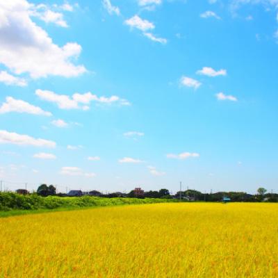 ふるさと納税 土浦市 【令和8年産】茨城県産 にじのきらめき 精米 合計10kg (5kg×2袋) 茨城のおいしい お米 |  | 03