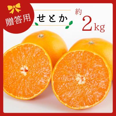 ふるさと納税 八幡浜市 コウ果樹園の「柑橘の大トロ せとか約2kg」[A33-48]