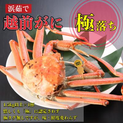 ふるさと納税 越前町 [2027年2月より順次発送][浜茹で]越前がに 極落ち(1.5kg以上×1杯)