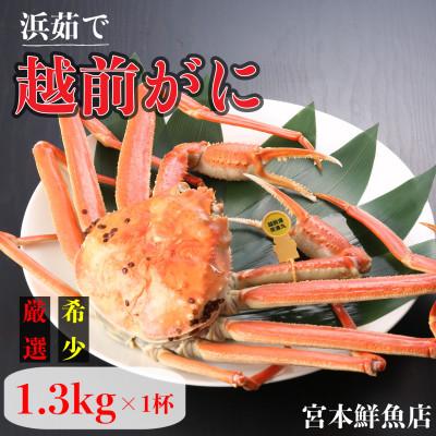 ふるさと納税 越前町 [2026年11月中旬頃より順次発送][浜茹で]越前がに 1.3kg以上×1杯