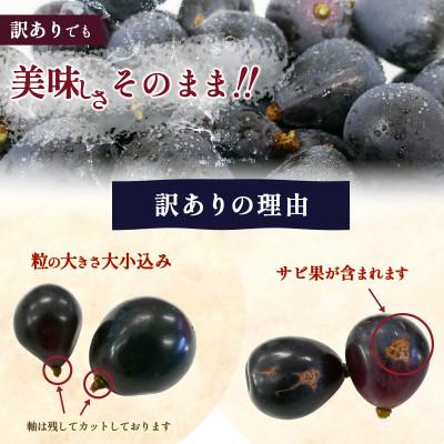 ふるさと納税 塩尻市 【長野県産・訳あり品】ナガノパープル(粒パック)1kg |  | 02