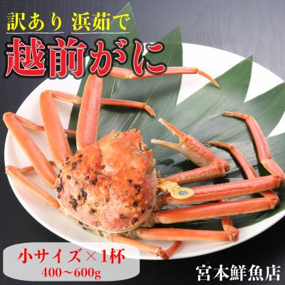 ふるさと納税 越前町 [2027年2月より順次発送][訳あり][浜茹で]越前がに 小サイズ×1杯