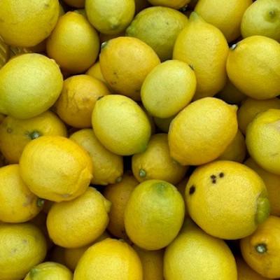 ふるさと納税 由良町 [2027年1月中旬より順次発送]和歌山県産 レモン 約2kg 家庭用