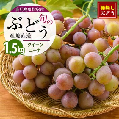 ふるさと納税 指宿市 迫田果樹園のぶどう クイーンニーナ 約1.5kg (IB064-011)