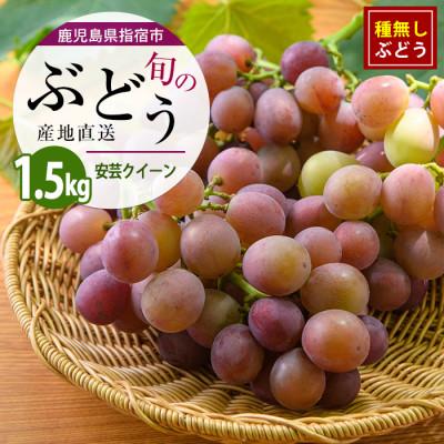 ふるさと納税 指宿市 迫田果樹園のぶどう 安芸クイーン 約1.5kg (IB064-012)