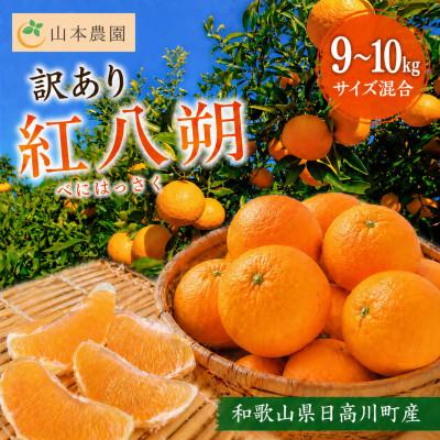 ふるさと納税 日高川町 [訳あり] 和歌山県日高川町産 紅はっさく(サイズ混合) 酸味控えめ 9〜10kg