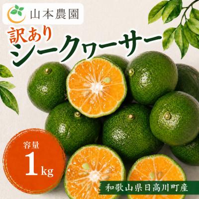 ふるさと納税 日高川町 [希少]和歌山県日高川町産 果汁たっぷり シークヮーサー(サイズ混合) 約1kg