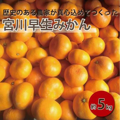 ふるさと納税 和泉市 [2027年1月順次発送!]100年以上続くみかん農家がつくる「みかん(宮川早生)」約5kg