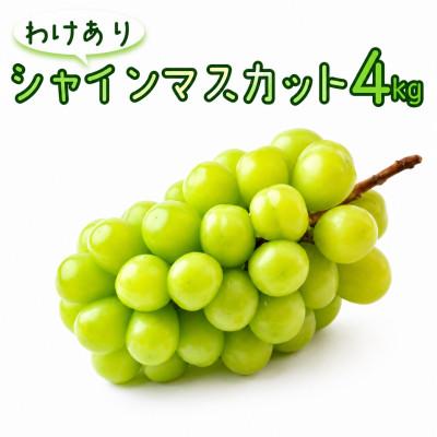 ふるさと納税 牛久市 [ 訳あり ] シャインマスカット 4kg [2026年8月発送開始]