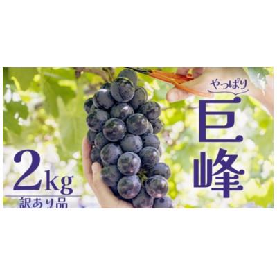 ふるさと納税 牛久市 [ 訳あり ] 巨峰 2kg [2026年10月上旬発送開始]