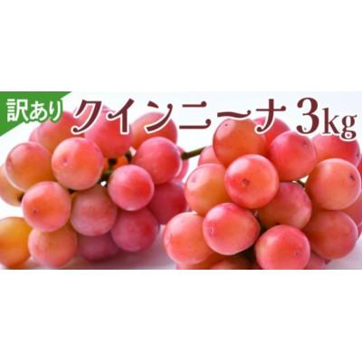ふるさと納税 牛久市 [ 訳あり ] クインニーナ 3kg [2026年9月発送開始]