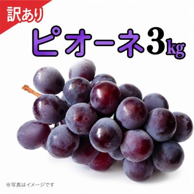 ふるさと納税 牛久市 [ 訳あり ] ピオーネ 3kg [2026年9月発送開始]