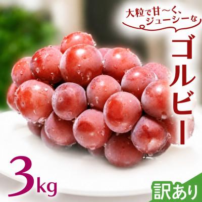 ふるさと納税 牛久市 [ 訳あり ] ゴルビー 3kg [2026年8月中旬発送開始]
