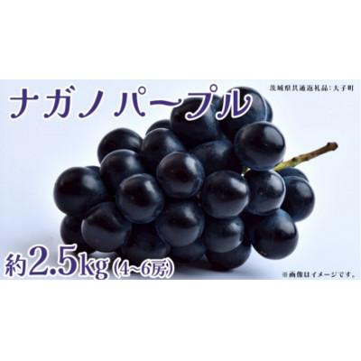 ふるさと納税 牛久市 ナガノパープル 約2.5kg (4〜6房)[2026年8月下旬発送開始]