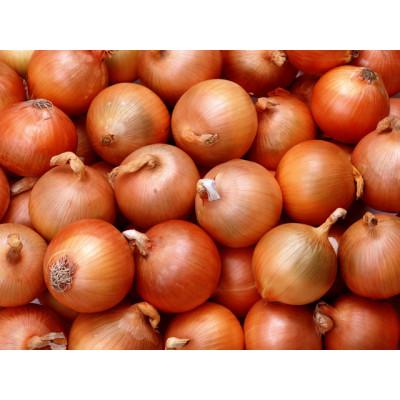 ふるさと納税 岸和田市 岸和田産 玉ねぎ 10kg
