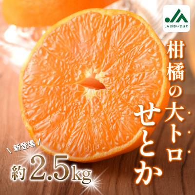 ふるさと納税 今治市 [先行予約]せとか 2.5kg 家庭 柑橘 柑橘の大トロ 小箱