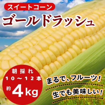 ふるさと納税 阪南市 [6月初旬〜順次発送][フルーツのような甘み]朝採れゴールドラッシュスイートコーン10~12本