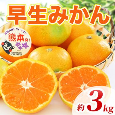 ふるさと納税 長洲町 早生みかん 2S〜2L 約3kg(長洲町)