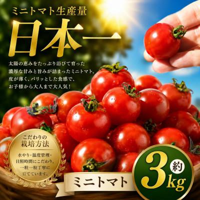 ふるさと納税 玉名市 [先行予約]熊本県産 ミニトマト 約3kg(玉名市)