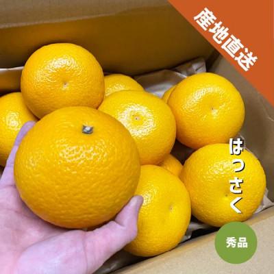 ふるさと納税 紀の川市 [秀品]はっさく 和歌山県より産地直送 約1kg