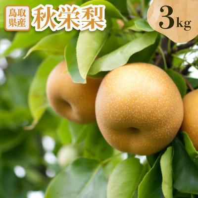 ふるさと納税 日吉津村 秋栄梨 3kg