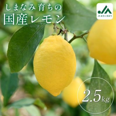 ふるさと納税 今治市 [先行受付]瀬戸内レモン 2.5kg L〜M 秀品 小箱