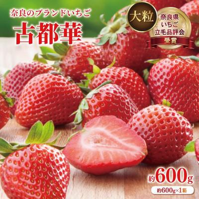 ふるさと納税 奈良市 奈良のブランドいちご 古都華 L〜2L 大粒(約600g) 藤井農園