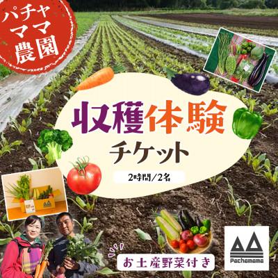 ふるさと納税 下妻市 [採れたてを楽しむ]季節の野菜 収穫体験チケット(2時間/2名)+野菜持ち帰り 1枚