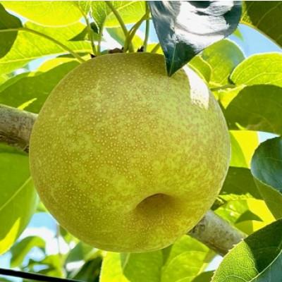 ふるさと納税 豊丘村 【8月中旬より発送予定】南信州産「幸水梨」約5kg【12〜16玉】糖度11.0以上_1