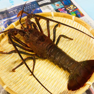 ふるさと納税 銚子市 活〆冷凍伊勢海老 　400-600gが2匹　約1kg分 お刺身可! |  | 01