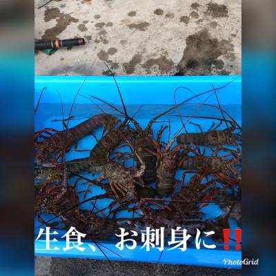 ふるさと納税 銚子市 活〆冷凍伊勢海老 　400-600gが2匹　約1kg分 お刺身可! |  | 02