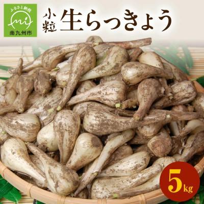 ふるさと納税 南九州市 生らっきょう(小粒) 5kg