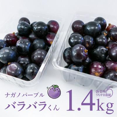 ふるさと納税 長野県 (訳あり)信州うちやま農園のナガノパープル(バラバラ君)　1.4kg　●2026年発送● | 