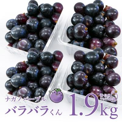 ふるさと納税 長野県 (訳あり)信州うちやま農園のナガノパープル(バラバラ君)　1.9kg　●2026年発送● | 