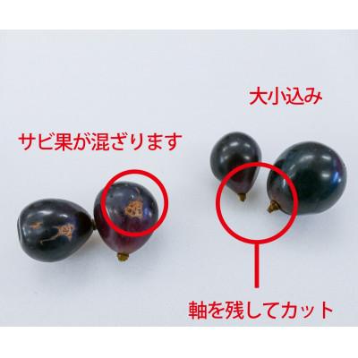 ふるさと納税 長野県 (訳あり)信州うちやま農園のナガノパープル(バラバラ君)　1.9kg　●2026年発送● |  | 01