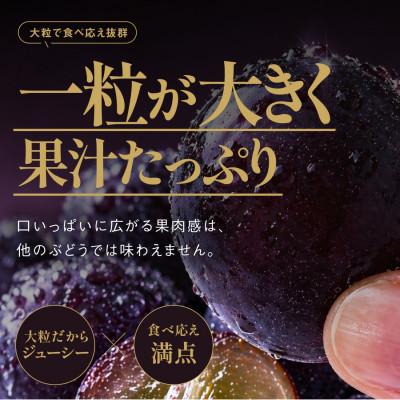 ふるさと納税 津山市 【先行受付】星乃ピオーネ 3房〜5房(2kg以上) |  | 02