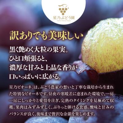ふるさと納税 津山市 先行受付【訳あり】星乃ピオーネ 3房〜5房(2kg以上) |  | 02