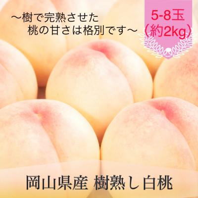 ふるさと納税 鏡野町 岡山県産 樹熟し白桃 5-8玉(約2kg)