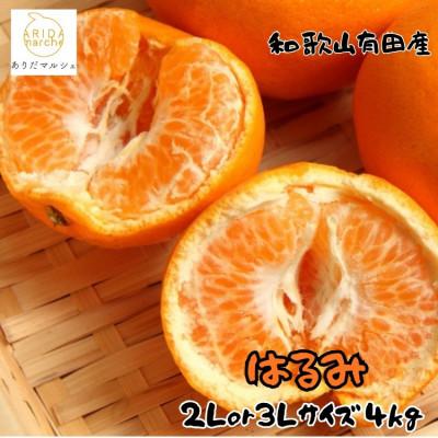 ふるさと納税 由良町 ≪先行予約 2027年1月下旬〜発送≫和歌山有田の濃厚はるみ 約4kg (2L又は3Lサイズ)