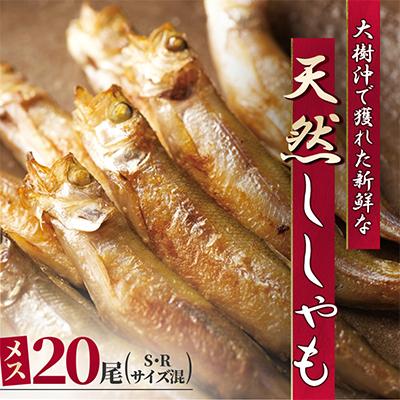 ふるさと納税 大樹町 北海道十勝大樹町産 天然ししゃも メス 20尾(Sサイズ・Rサイズ混) | 
