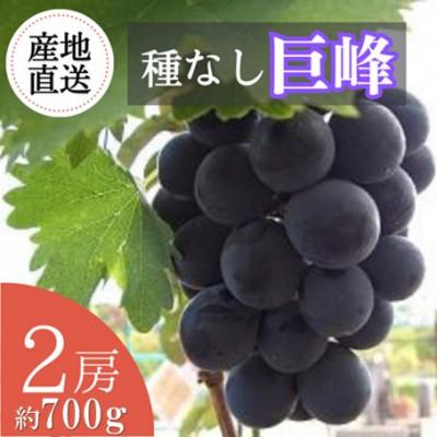 ふるさと納税 雲南市 [2026年発送・先行予約]島根の自然が育んだ、溢れる果汁の贅沢「巨峰」2房 約700g
