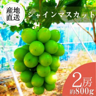 ふるさと納税 雲南市 [2026年発送・先行予約]皮ごと贅沢な甘み!島根県産シャインマスカット2房 約800g