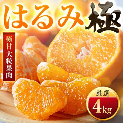 ふるさと納税 八幡浜市 [果汁あふれる]とろ甘食感 はるみ 4kg 愛媛県産[49-121]