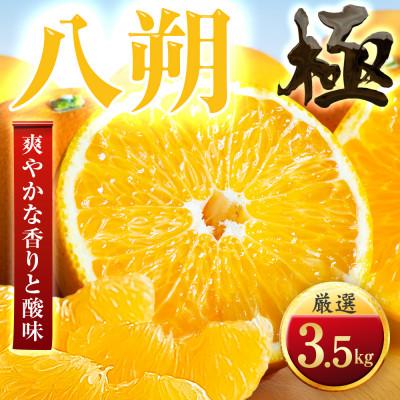 ふるさと納税 八幡浜市 [ほろ苦さが旨い]大人の柑橘 八朔 3.5kg 愛媛県産[49-118]