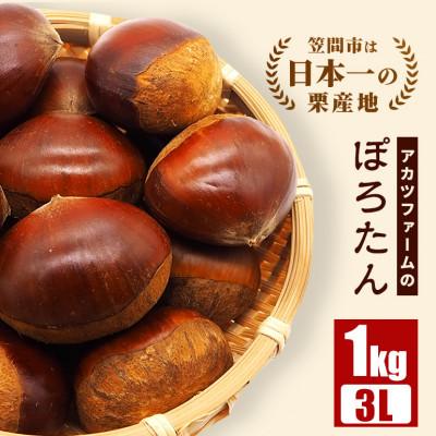 ふるさと納税 笠間市 [先行予約 2026年9月下旬以降発送]アカツファームのぽろたん(生栗)3L 1kg