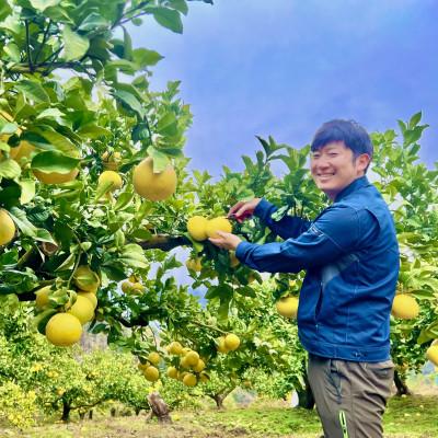ふるさと納税 土佐市 [期間限定]高知県産 石元農園の 土佐 文旦 家庭用 大玉(3L〜5L)約5kg(6〜11玉)
