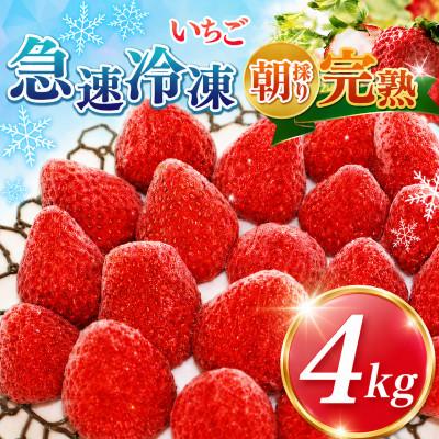 ふるさと納税 君津市 渡邉いちご園 [訳あり]完熟・急速冷凍いちご 4kg