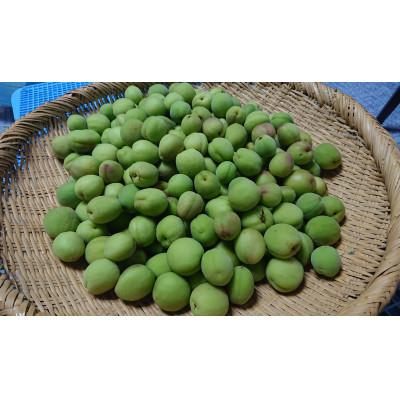 ふるさと納税 南部町 青森県南部町産 豊後梅の青梅3kg